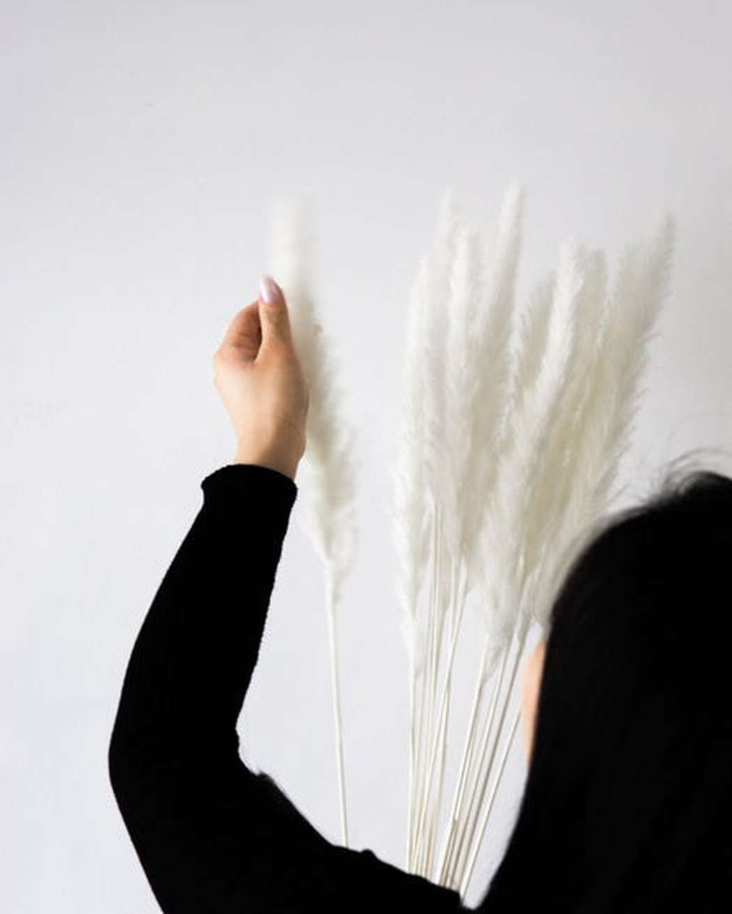 White Small Pampas