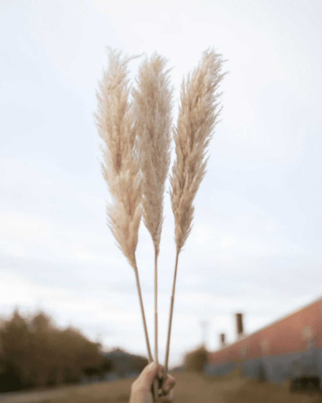 Tuscan Desert Cream Beige Extra Fluffy Pampas Grass