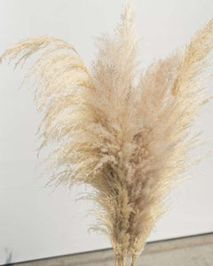 Beige-Tone Pack Pampas Grass
