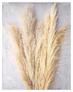 Beige-Tone Pack Pampas Grass