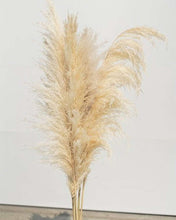 Load image into Gallery viewer, Beige-Tone Pack Pampas Grass