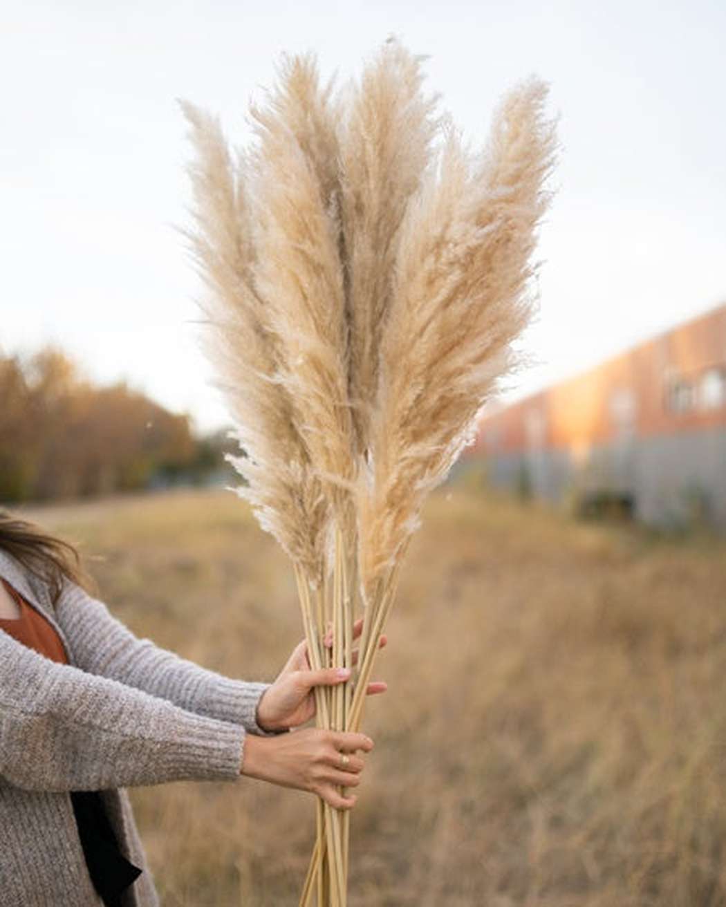 Tuscan Desert Pampas Grass