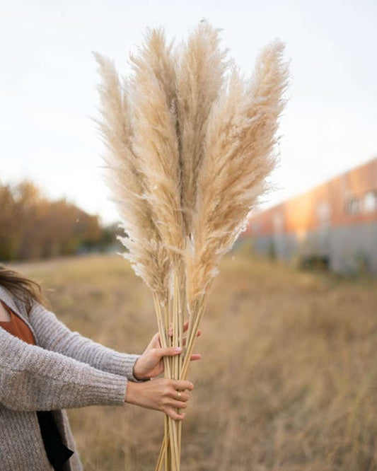 Natural bleached Pampas grass pampas gal
