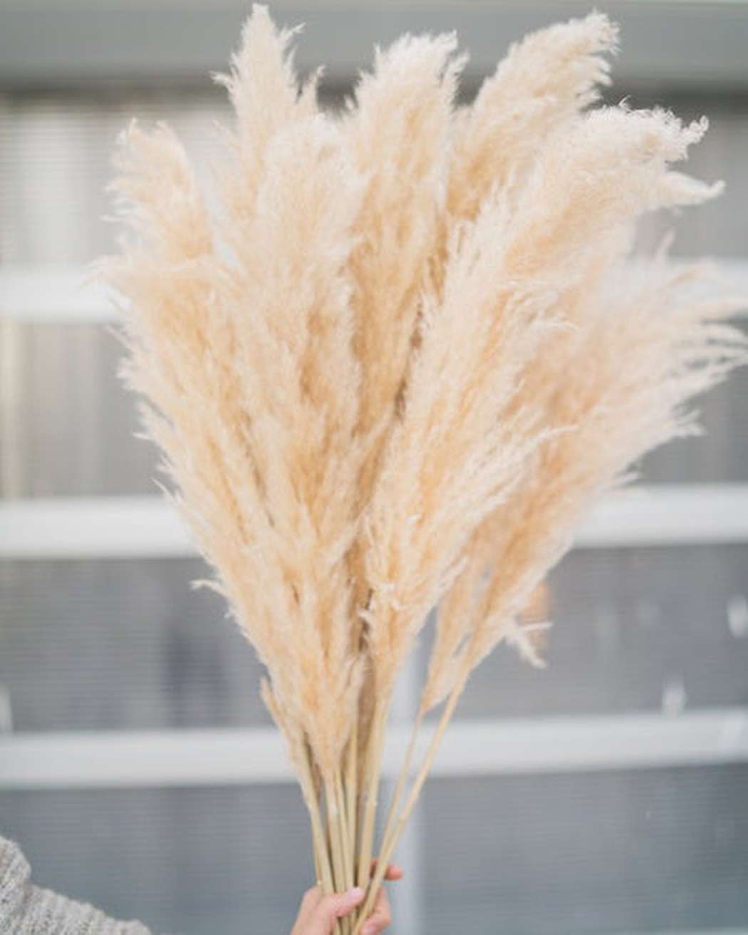 Tuscan Desert Cream Beige Extra Fluffy Pampas Grass