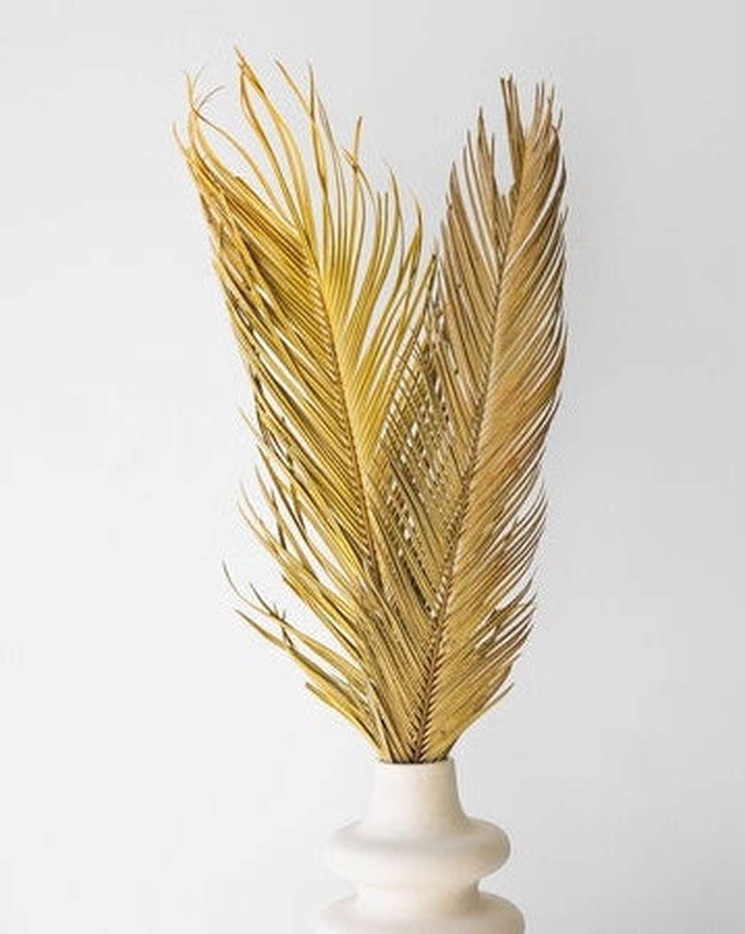 Sago Palm