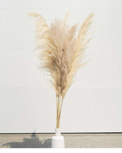 Load image into Gallery viewer, Beige-Tone Pack Pampas Grass