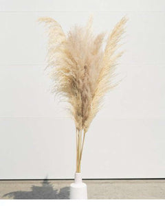 Beige-Tone Pack Pampas Grass