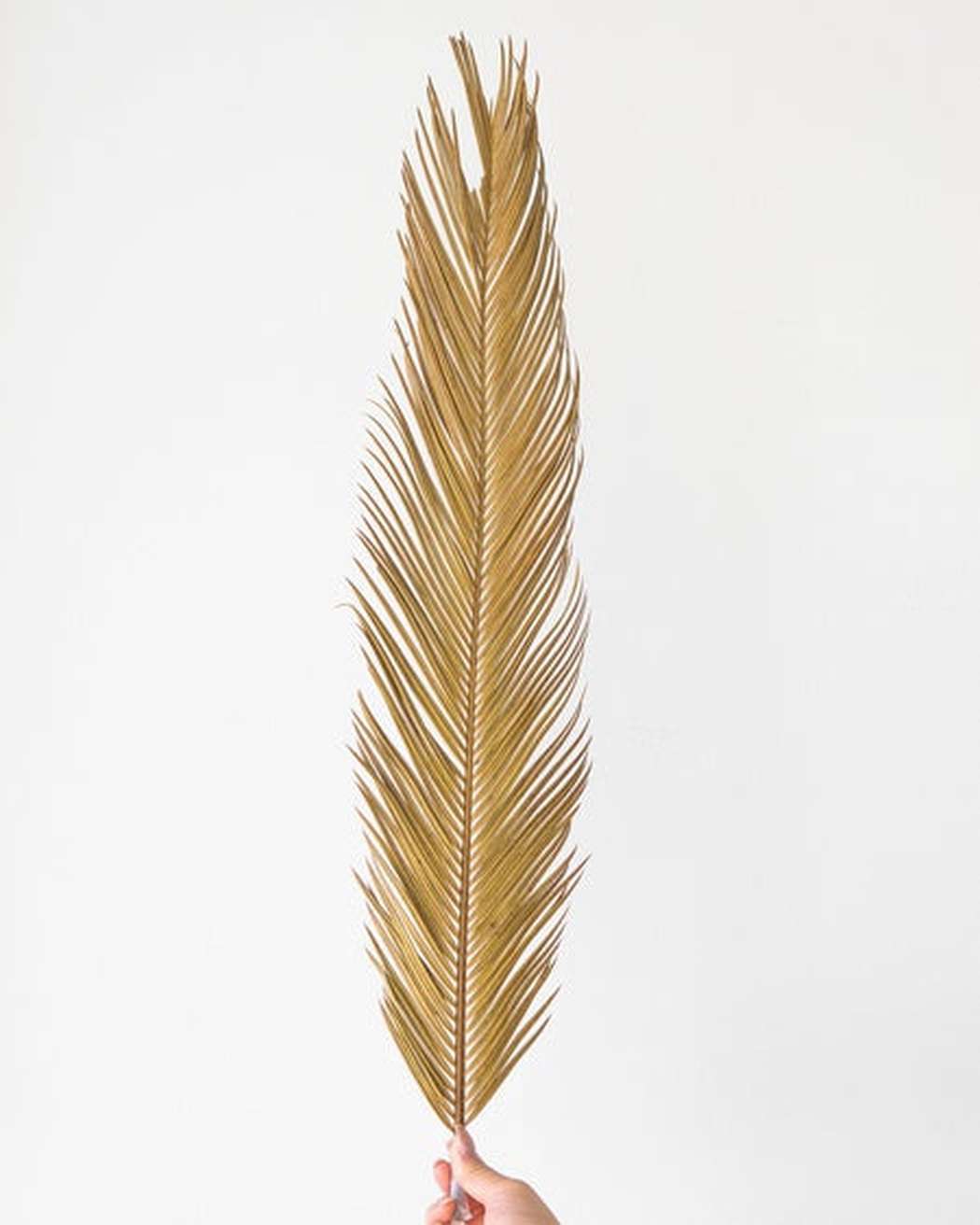 Sago Palm - Pampas Gal