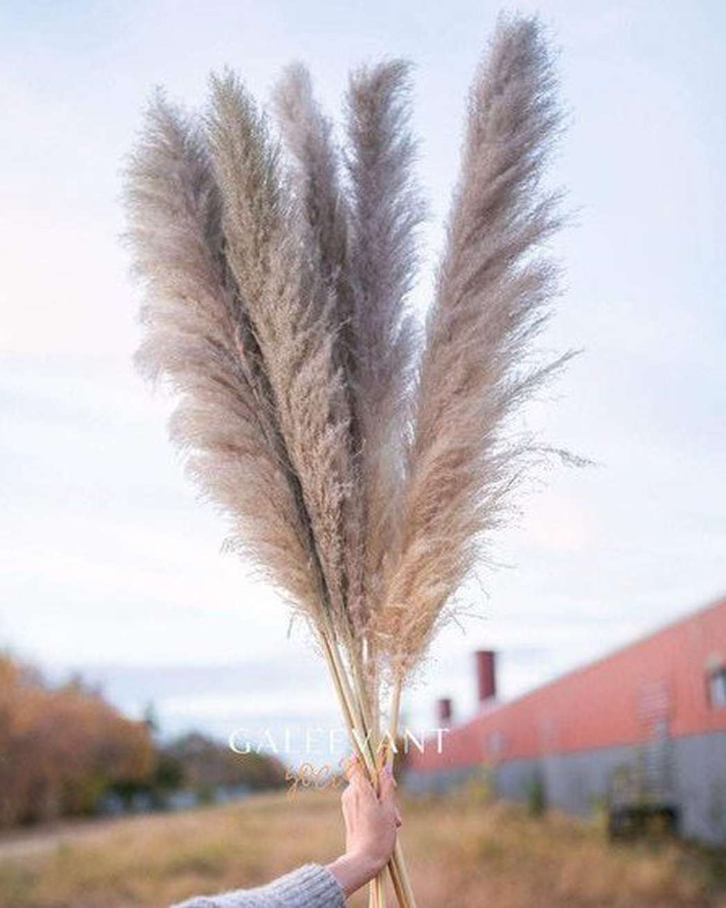 Cool Grey - Pampas Gal