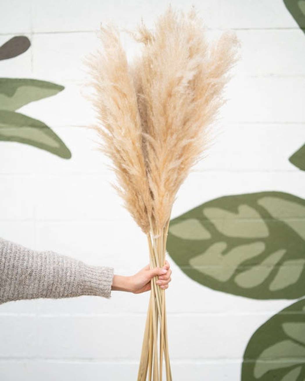 Tuscan Desert Cream Beige Extra Fluffy Pampas Grass