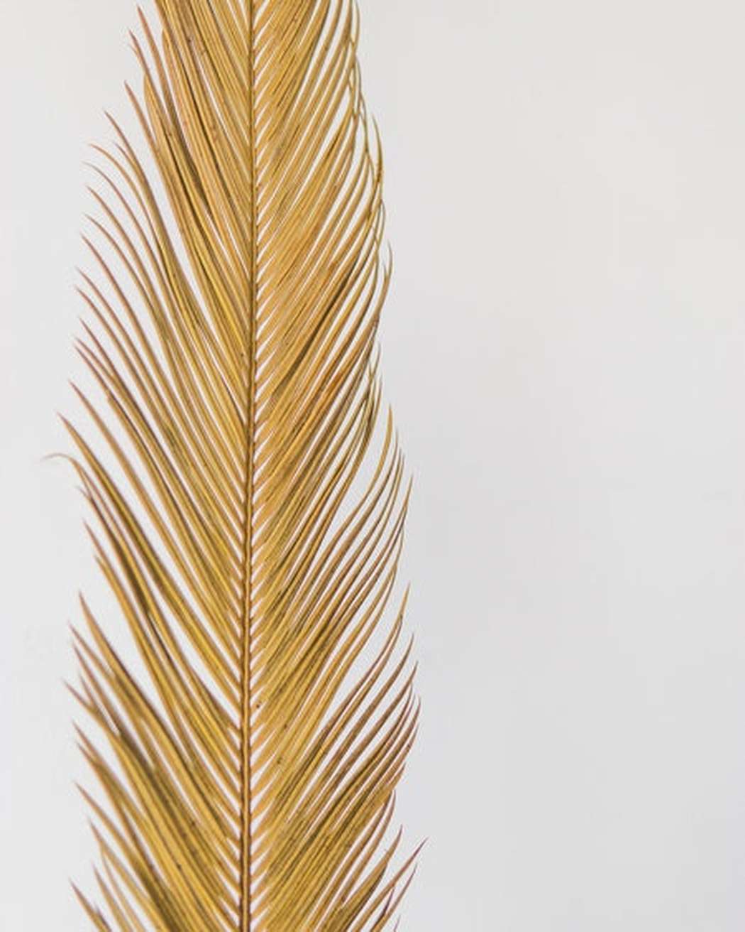 Sago Palm - Pampas Gal