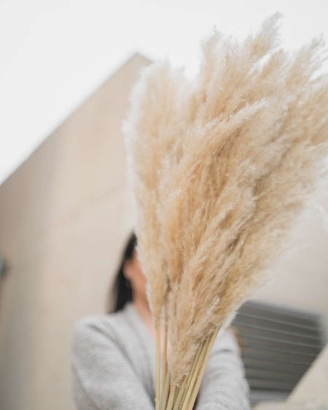 Tuscan Desert Cream Beige Extra Fluffy Pampas Grass
