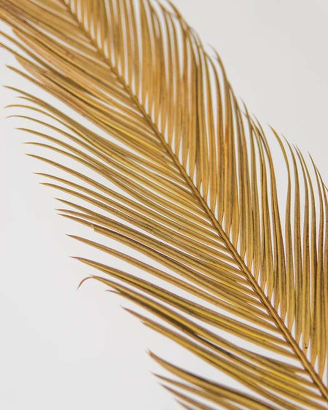 Sago Palm - Pampas Gal