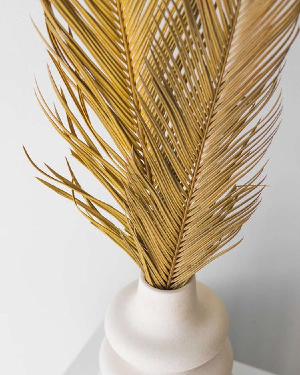 Sago Palm - Pampas Gal