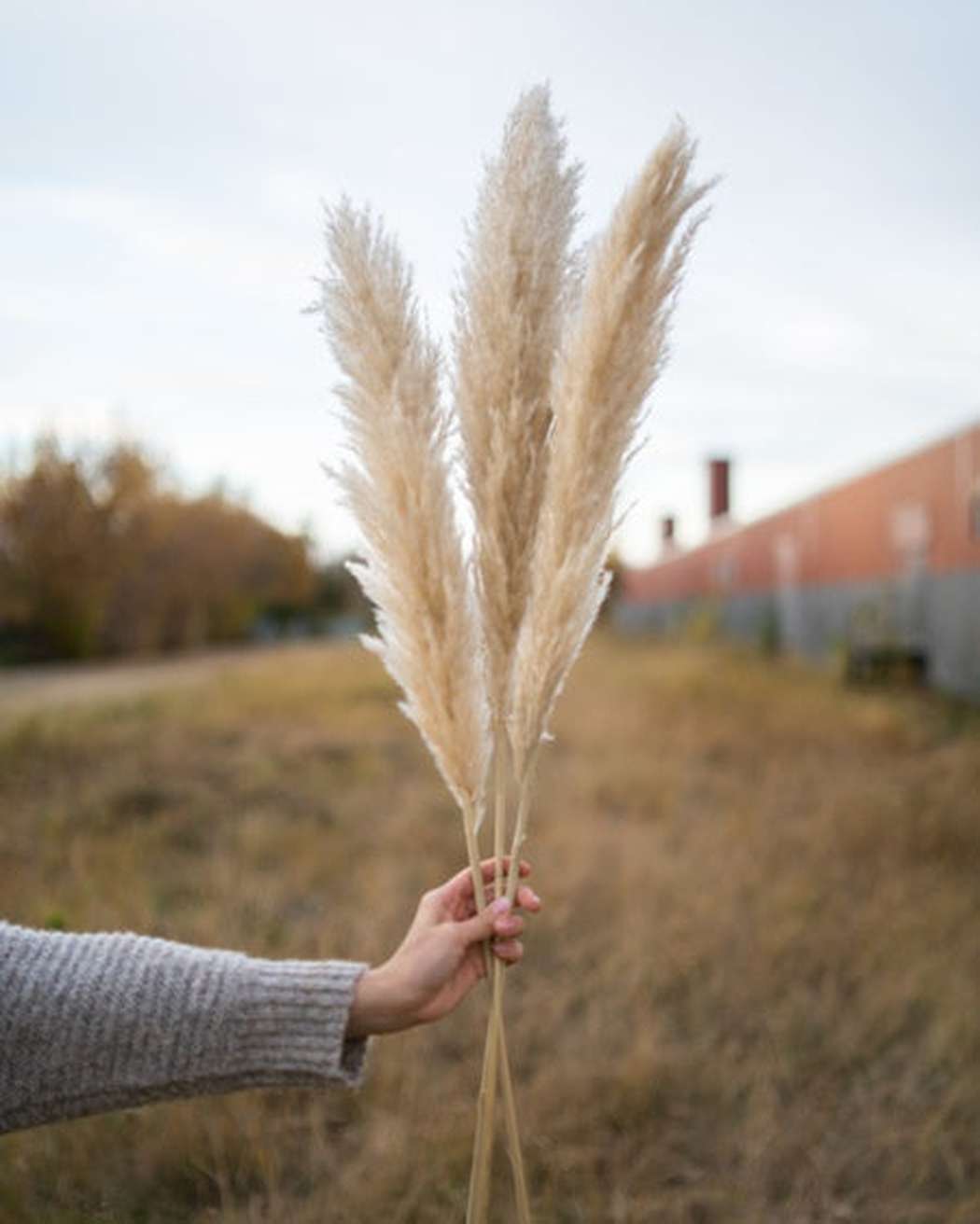 Tuscan Desert Cream Beige Extra Fluffy Pampas Grass