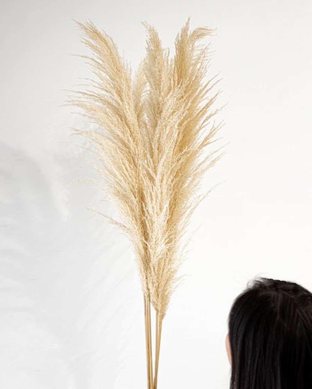 Vintage French Champagne Pampas
