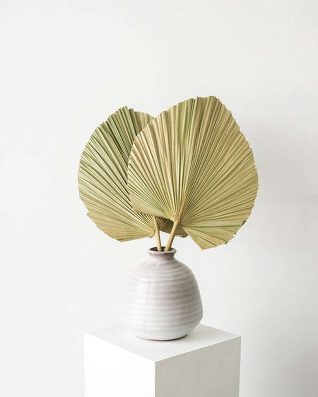 Natural Fan Palm