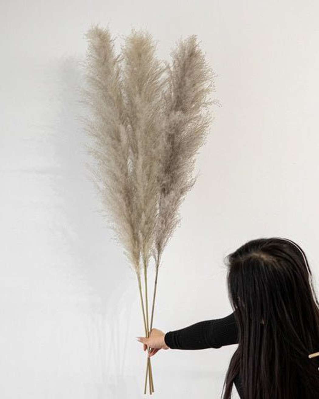 Cool Grey - Pampas Gal