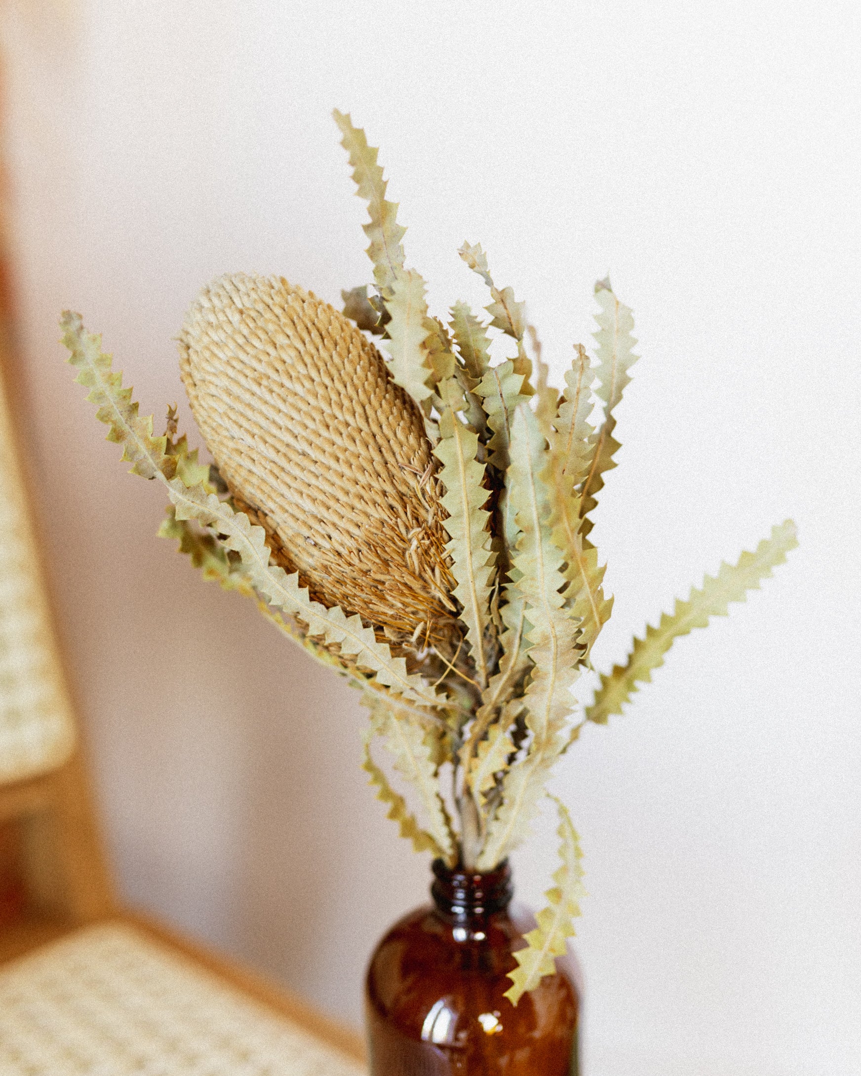 Protea Banksia