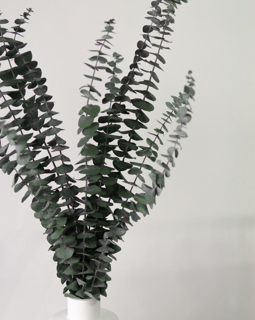 Green Eucalyptus - Pampas Gal