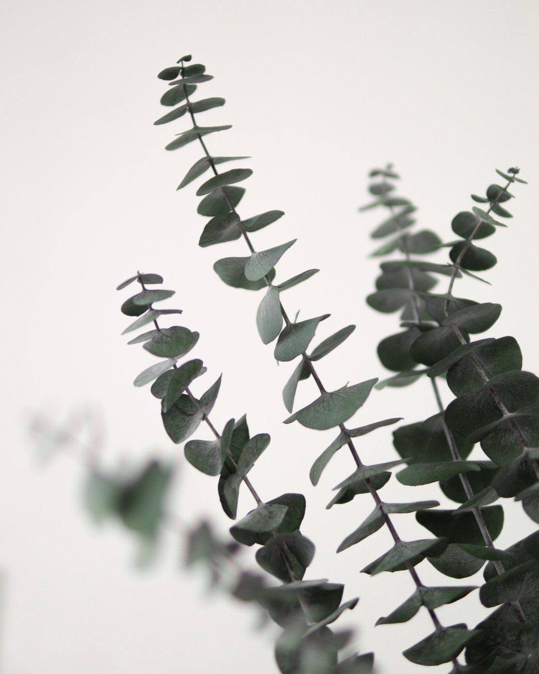 Green Eucalyptus - Pampas Gal