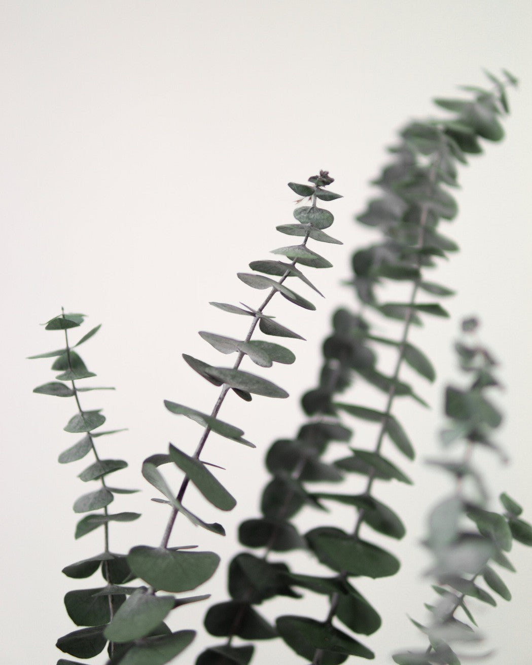Green Eucalyptus - Pampas Gal