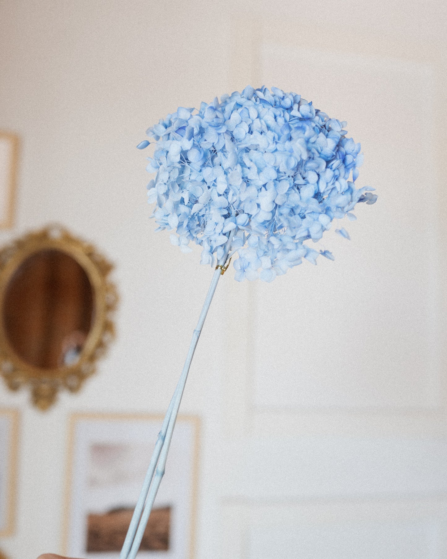 Preserved Hydrangea