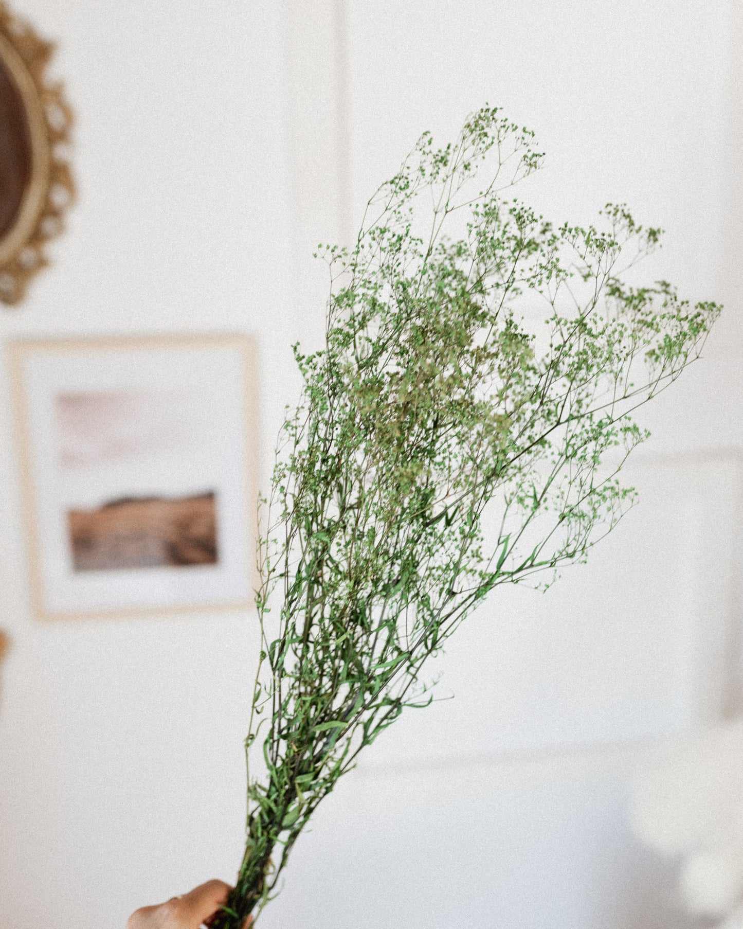 Green Baby's Breath (Gypsophila)
