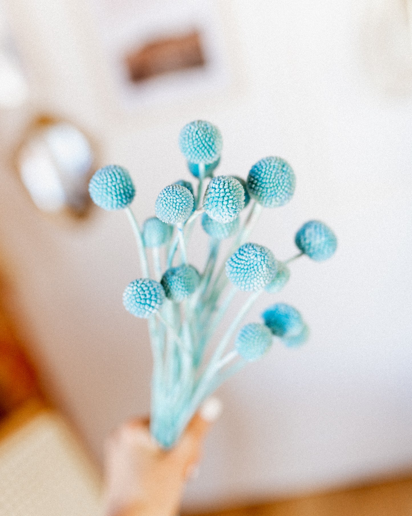 Billy Buttons