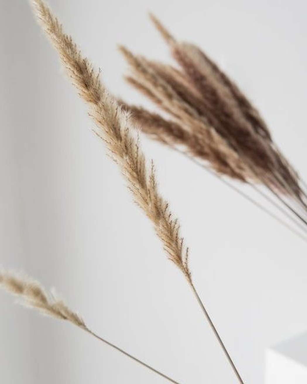 Brown Small Pampas - Pampas Gal