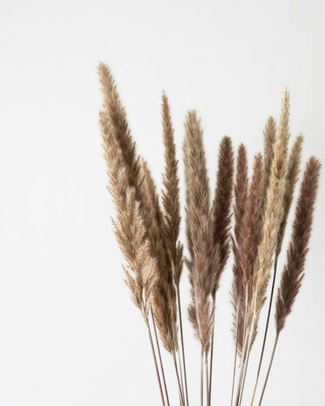 Brown Small Pampas - Pampas Gal