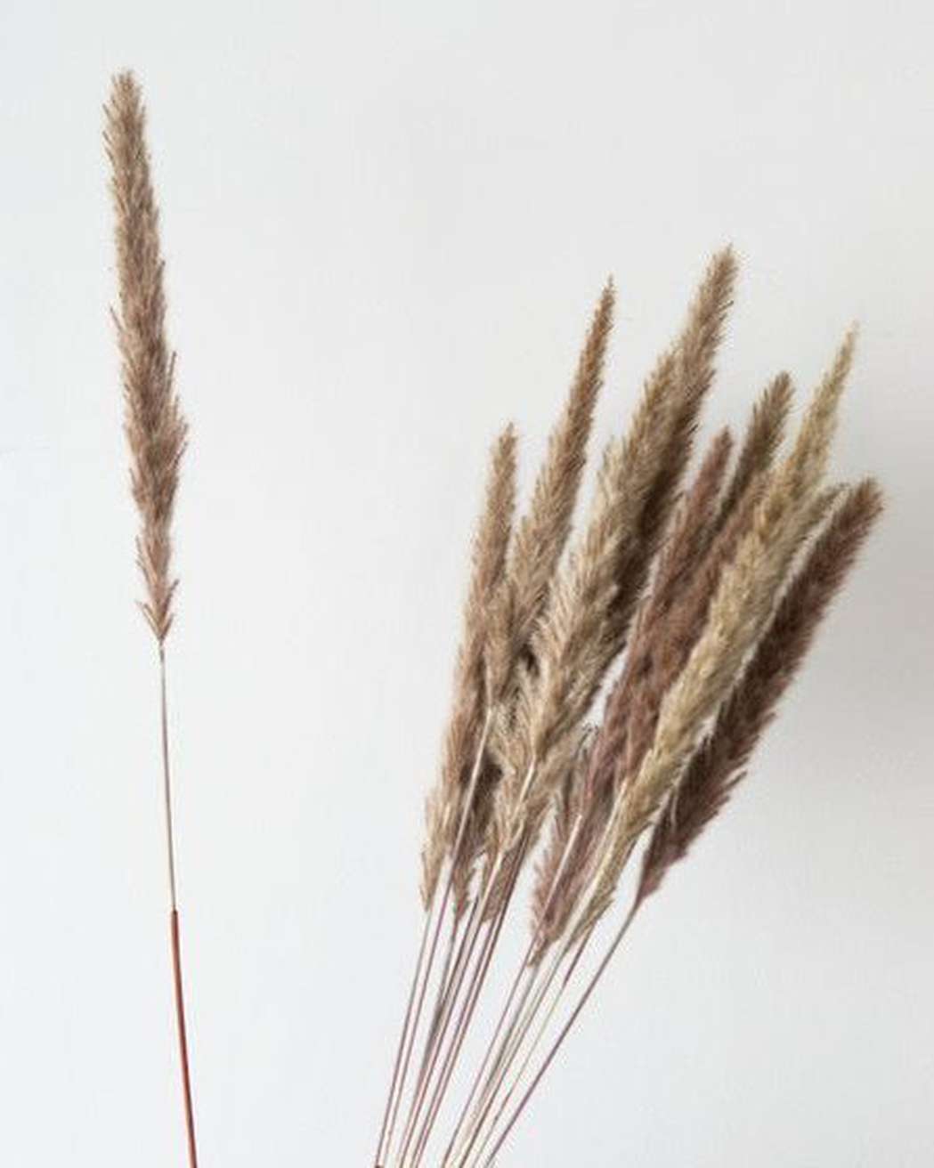 Brown Small Pampas - Pampas Gal