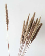 Load image into Gallery viewer, Brown Small Pampas - Pampas Gal