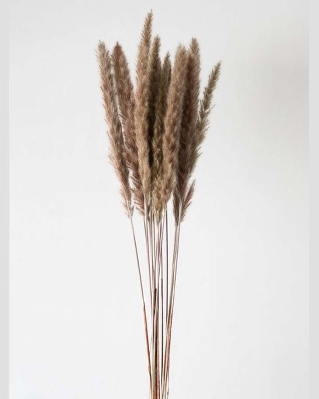 Brown Small Pampas - Pampas Gal