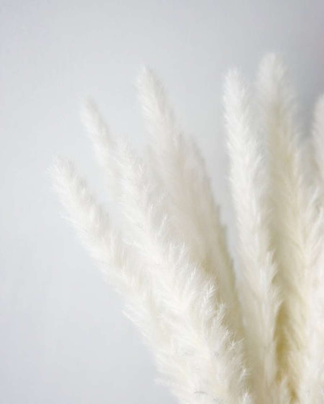 White Small Pampas