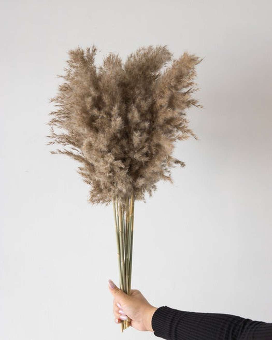 Mini Pampas Grass (10 Pack) - Pampas Gal