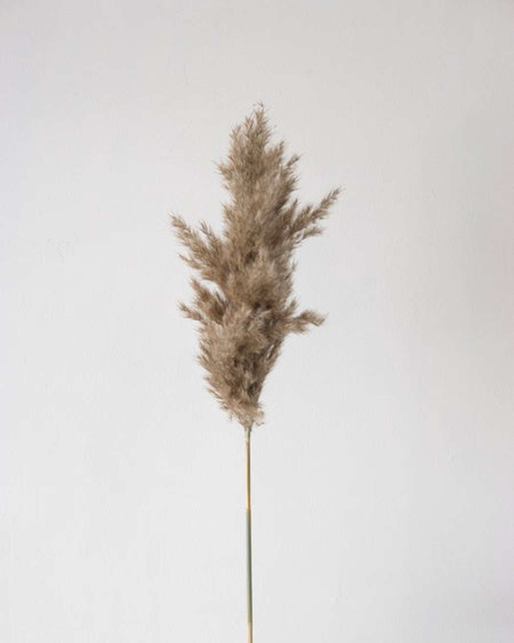Mini Pampas Grass (10 Pack) - Pampas Gal