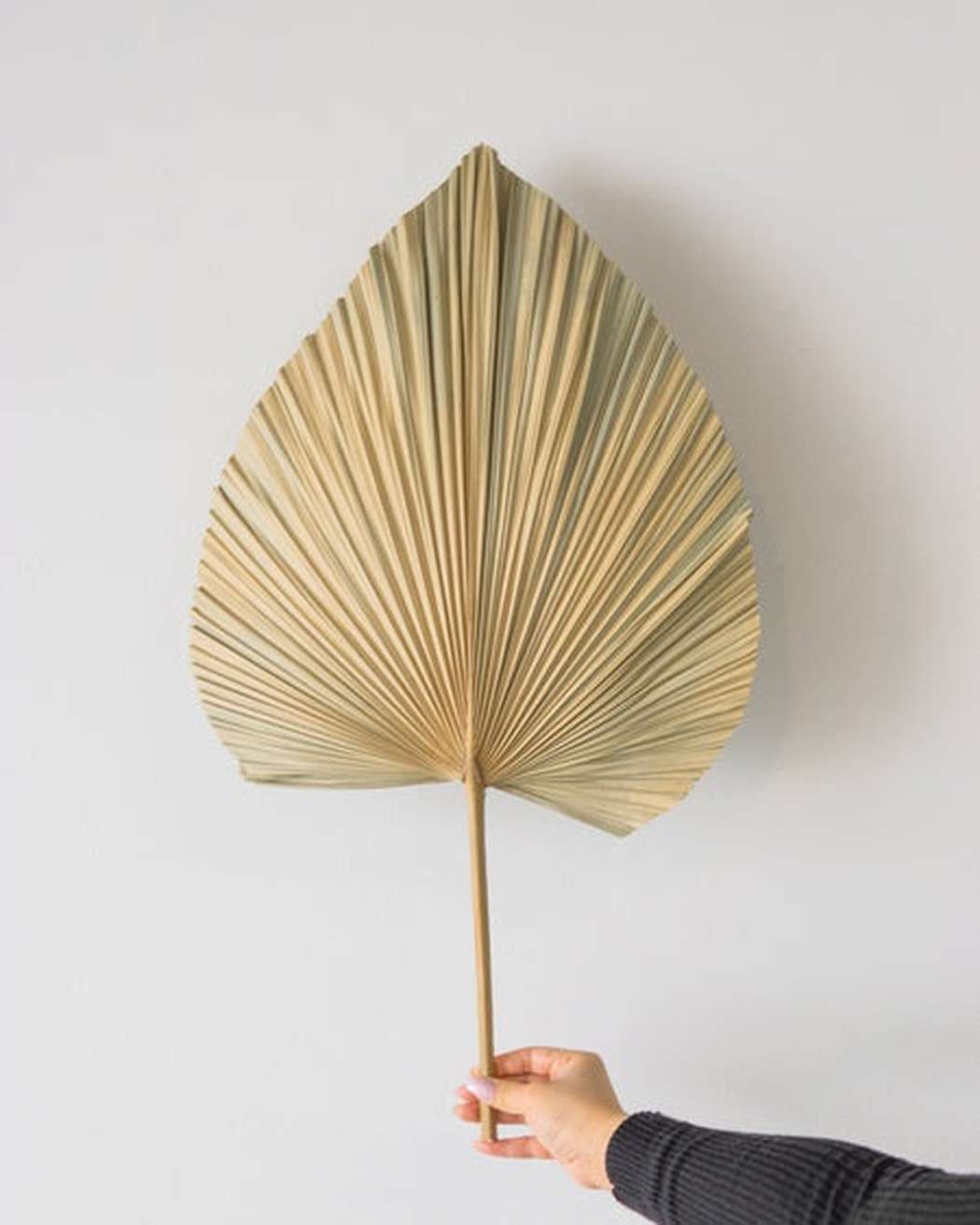 Natural Fan Palm Large