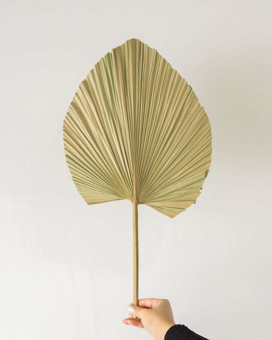 Natural Fan Palm Medium