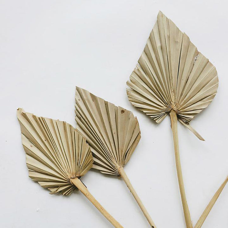 Anahaw Spear Palm Leaves