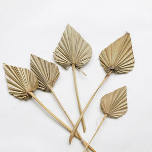 Anahaw Spear Palm Leaves