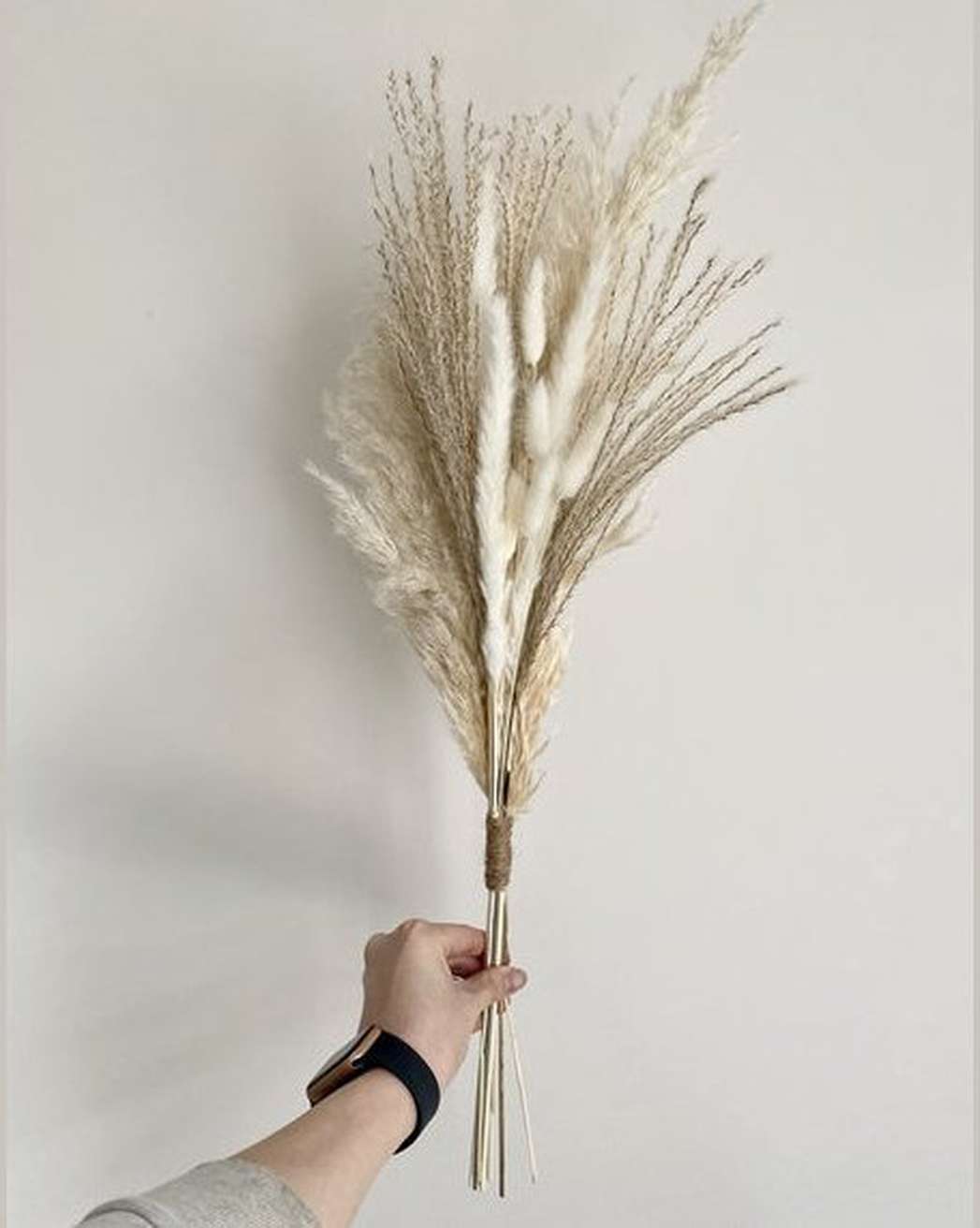 The Cloud - Pampas Gal