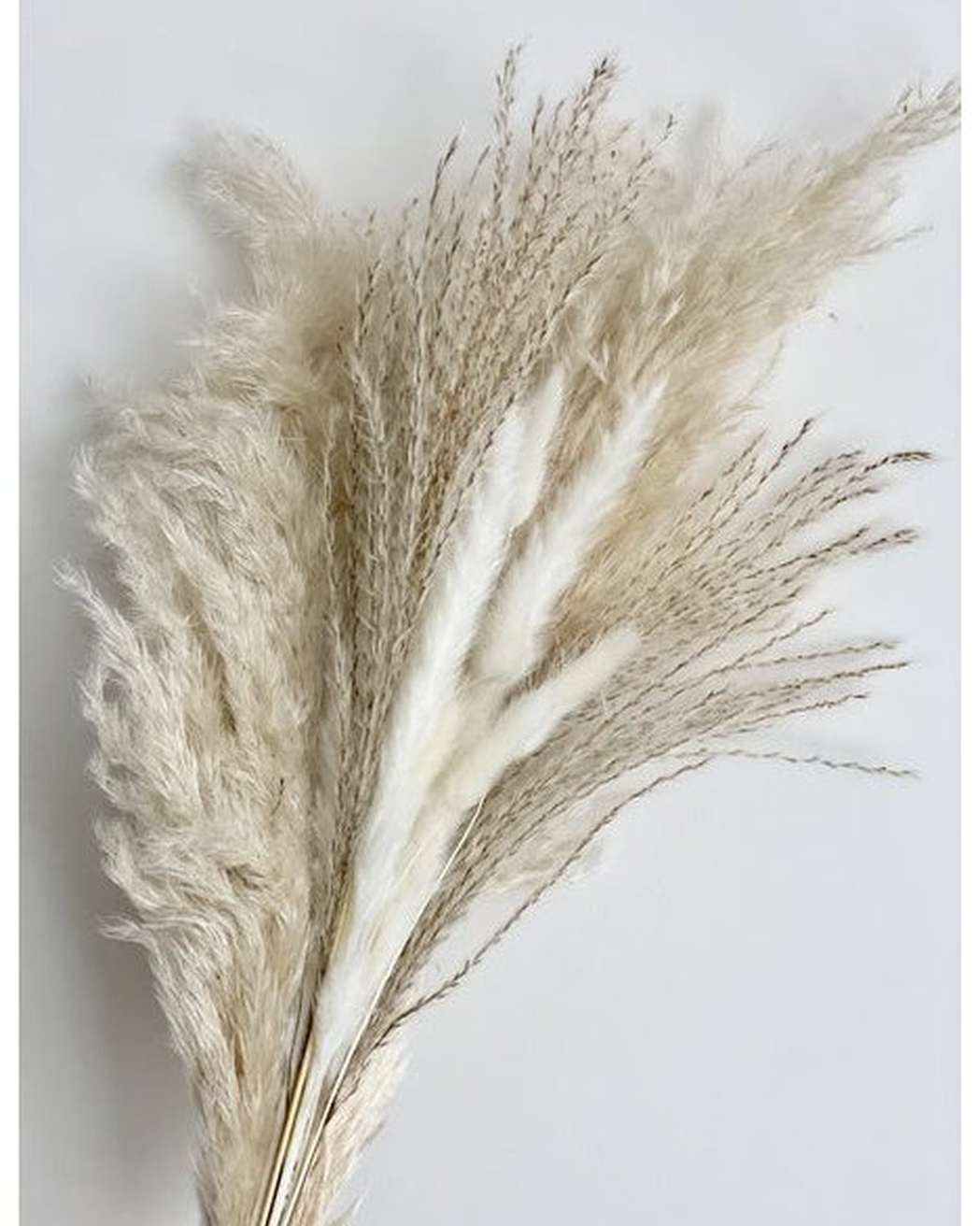 The Cloud - Pampas Gal