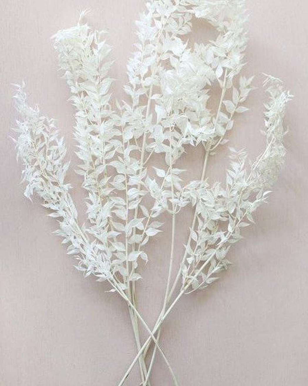 Italian Ruscus Leaves - Pampas Gal